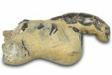 Fossil Mud Lobster (Thalassina) - Gunn Poin, Australia #307725-2